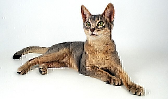Abyssinian Cat