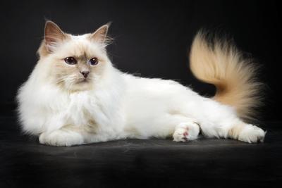 Birman cat