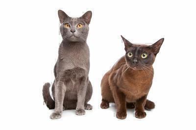 Burmese cat