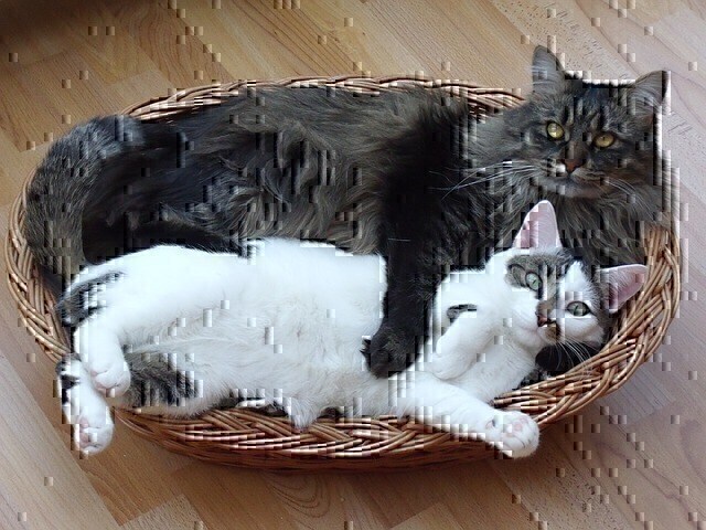 Maine Coon