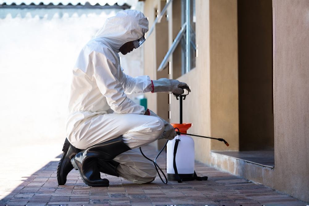 How to solve and treat the infestation of bed bugs in the house