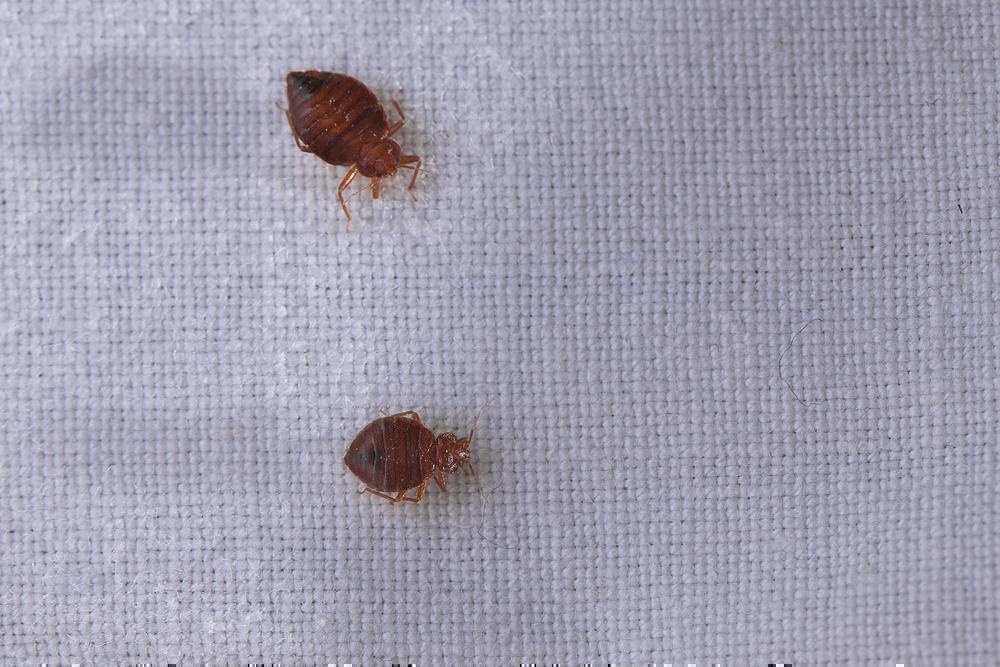 How Do I Detect That There Are Bed Bugs In My Baby’s Nursery?