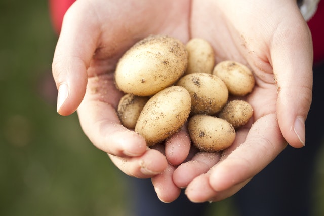 Potatos